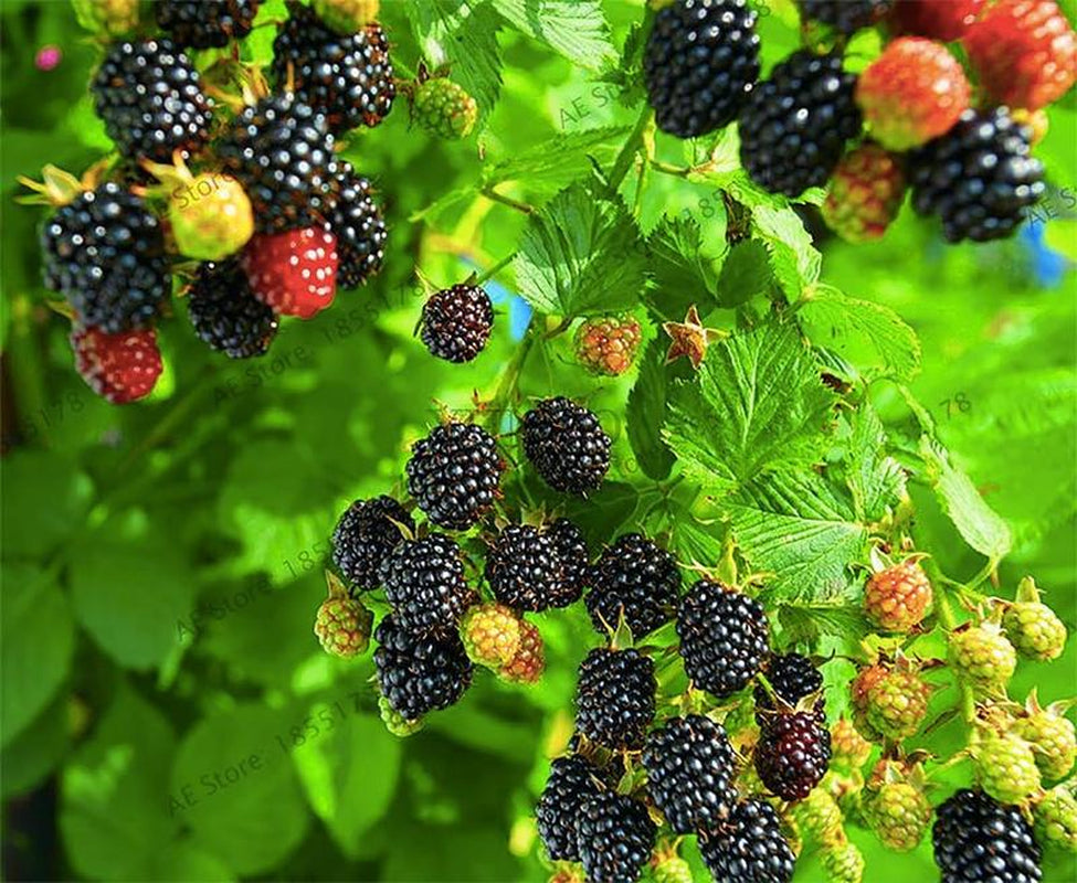 100 Jumbo Thornless Blackberry Seeds, Juicy , Sweet ,Healthy Fruit
