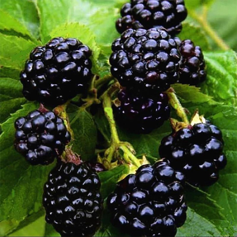100 Jumbo Thornless Blackberry Seeds, Juicy , Sweet ,Healthy Fruit