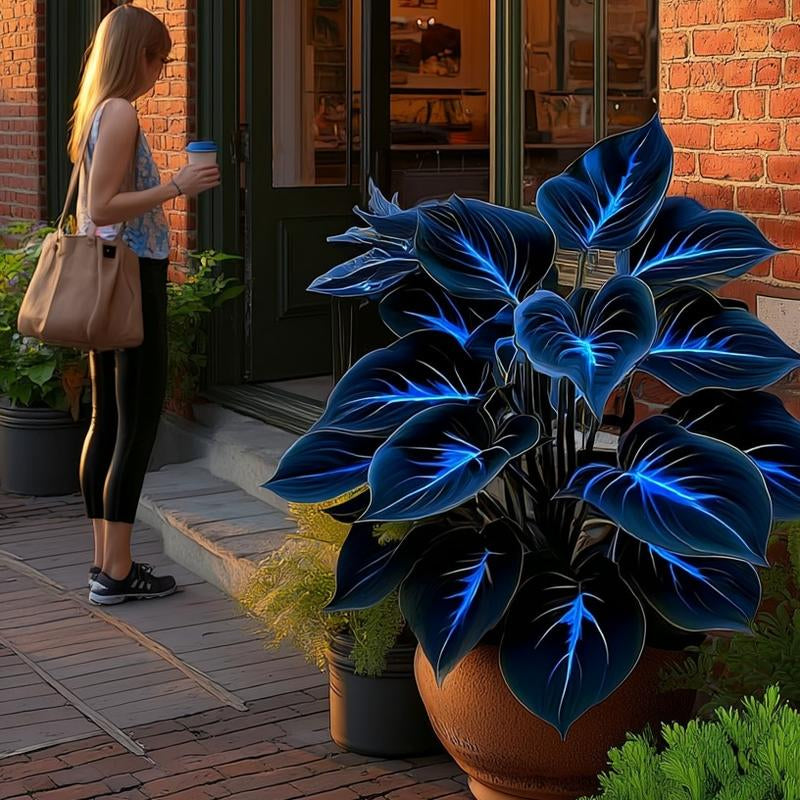 Hosta Seeds 800 Pcs Vibrant Blue Leaves for Shaded Areas Easy Care Greenery Perennials Ideal for Gardeners Perfect for Summer Greenery