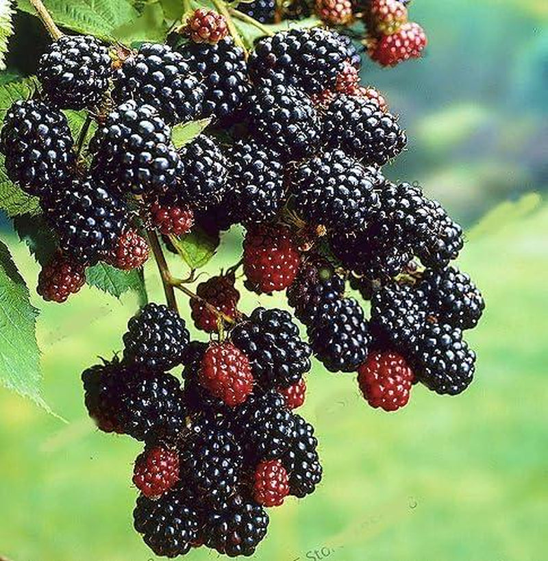 100 Jumbo Thornless Blackberry Seeds, Juicy , Sweet ,Healthy Fruit