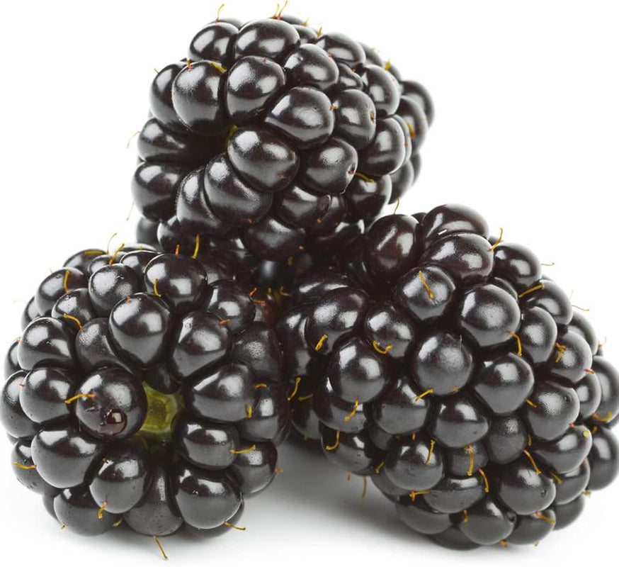 100 Jumbo Thornless Blackberry Seeds, Juicy , Sweet ,Healthy Fruit