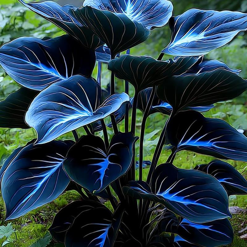 Hosta Seeds 800 Pcs Vibrant Blue Leaves for Shaded Areas Easy Care Greenery Perennials Ideal for Gardeners Perfect for Summer Greenery