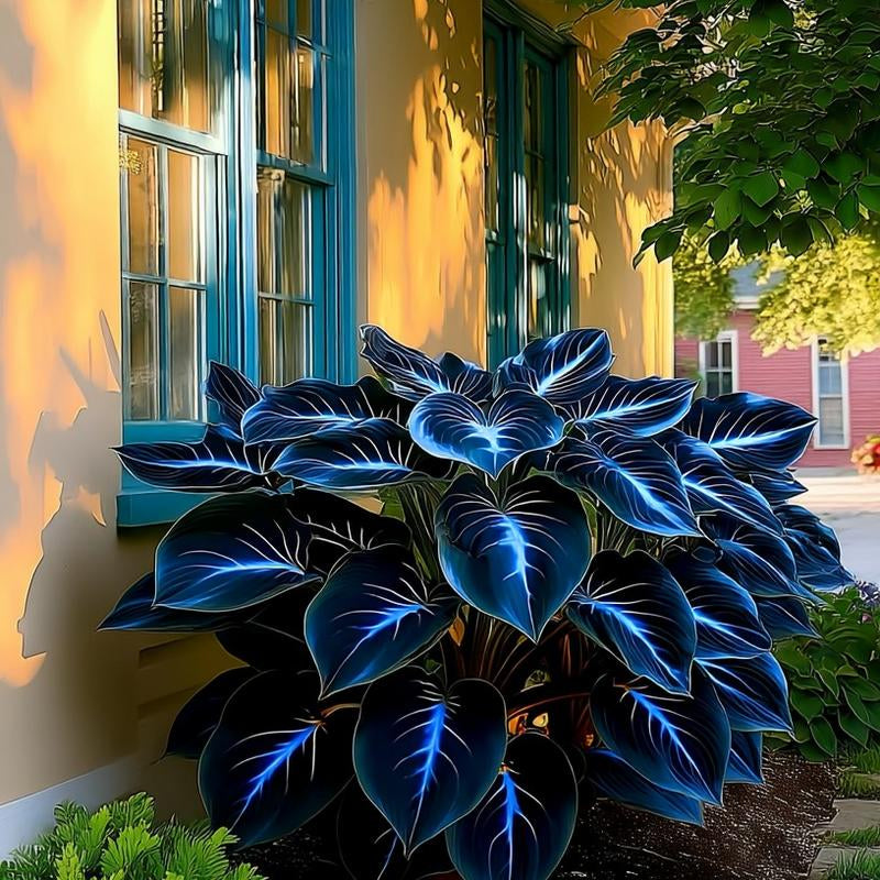 Hosta Seeds 800 Pcs Vibrant Blue Leaves for Shaded Areas Easy Care Greenery Perennials Ideal for Gardeners Perfect for Summer Greenery