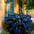 Hosta Seeds 800 Pcs Vibrant Blue Leaves for Shaded Areas Easy Care Greenery Perennials Ideal for Gardeners Perfect for Summer Greenery